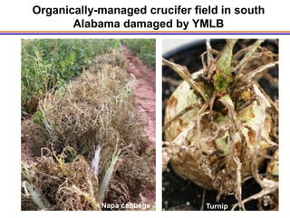 Organically-managed crucifer field in south
       Alabama damaged by YMLB




            Napa cabbage        Turnip
 