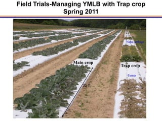 Field Trials-Managing YMLB with Trap crop
                Spring 2011



                                   Napa cabbage




                  Main crop
                                 Trap crop

                                    Turnip


                      35 ft
 