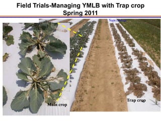Field Trials-Managing YMLB with Trap crop
                Spring 2011
                             Napa cabbage




                                            Trap crop
         Main crop
 