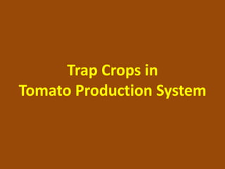 Trap Crops in
Tomato Production System
 