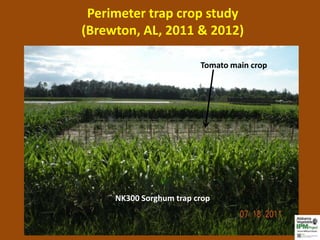 Perimeter trap crop study
(Brewton, AL, 2011 & 2012)

                         Tomato main crop




     NK300 Sorghum trap crop
 