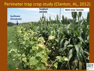 Perimeter trap crop study (Clanton, AL, 2012)
                  Sorghum      Main crop: Tomato
                  (NK300)
   Sunflower
   (Peredovik)
 