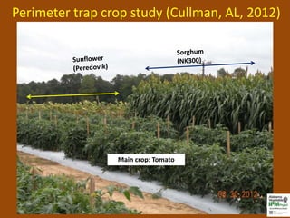 Perimeter trap crop study (Cullman, AL, 2012)




                 Main crop: Tomato
 