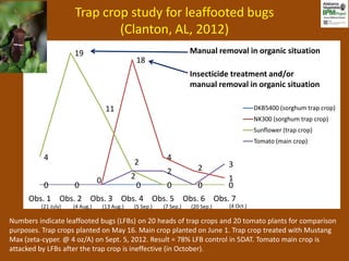 Trap crop study for leaffooted bugs
                             (Clanton, AL, 2012)
                     19                                               Manual removal in organic situation
                                                    18
                                                                      Insecticide treatment and/or
                                                                      manual removal in organic situation

                                     11                                                      DKB5400 (sorghum trap crop)
                                                                                             NK300 (sorghum trap crop)
                                                                                             Sunflower (trap crop)
                                                                                             Tomato (main crop)

          4                                                 4
                                                2                                 3
                                                            2           2
                                0               2                                 1
          0          0                              0       0           0         0
     Obs. 1 Obs. 2 Obs. 3 Obs. 4 Obs. 5 Obs. 6 Obs. 7
         (21 July)   (4 Aug.)       (13 Aug.)   (5 Sep.)   (7 Sep.)   (20 Sep.)   (4 Oct.)

Numbers indicate leaffooted bugs (LFBs) on 20 heads of trap crops and 20 tomato plants for comparison
purposes. Trap crops planted on May 16. Main crop planted on June 1. Trap crop treated with Mustang
Max (zeta-cyper. @ 4 oz/A) on Sept. 5, 2012. Result = 78% LFB control in 5DAT. Tomato main crop is
attacked by LFBs after the trap crop is ineffective (in October).
 