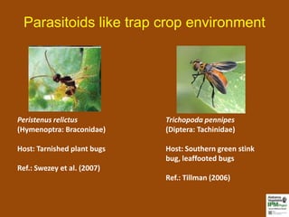 Parasitoids like trap crop environment




Peristenus relictus          Trichopoda pennipes
(Hymenoptra: Braconidae)     (Diptera: Tachinidae)

Host: Tarnished plant bugs   Host: Southern green stink
                             bug, leaffooted bugs
Ref.: Swezey et al. (2007)
                             Ref.: Tillman (2006)
 