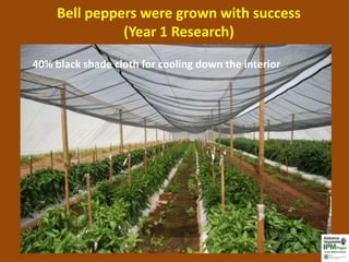 Bell peppers were grown with success
               (Year 1 Research)

40% black shade cloth for cooling down the interior
 