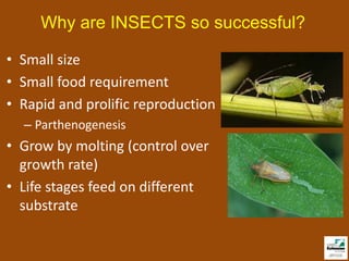 Why are INSECTS so successful?

• Small size
• Small food requirement
• Rapid and prolific reproduction
  – Parthenogenesis
• Grow by molting (control over
  growth rate)
• Life stages feed on different
  substrate
 