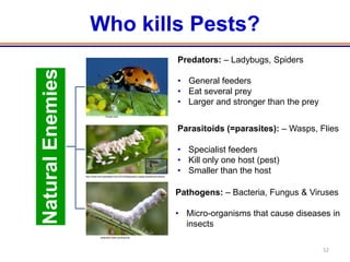 Who kills Pests?
                                                                                              Predators: – Ladybugs, Spiders
Natural Enemies
                                                                                              • General feeders
                                                                                              • Eat several prey
                                                                                              • Larger and stronger than the prey
                                    Flicker.com




                                                                                              Parasitoids (=parasites): – Wasps, Flies

                                                                                              • Specialist feeders
                                                                                              • Kill only one host (pest)
                  http://www.harvesttotable.com/2012/06/parasitic-wasps-beneficial-insects/
                                                                                              • Smaller than the host

                                                                                              Pathogens: – Bacteria, Fungus & Viruses

                                                                                              • Micro-organisms that cause diseases in
                                                                                                insects
                               extension.entm.purdue.edu




                                                                                                                                    52
 