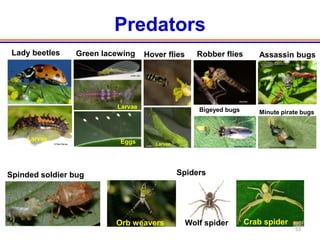 Predators
 Lady beetles               Green lacewing                      Hover flies      Robber flies                  Assassin bugs

                                                    ucanr.edu




                                                                                                Abulrfan

                                  © Rao Balusu   Larvae                          Bigeyed bugs                  Minute pirate bugs



    Larvae                                       Eggs
             © Rao Balusu
                                                                                            www.ipm.ncsu.edu      farmerfredrant.blogspot.com




Spinded soldier bug                                                     Spiders




                                                 Orb weavers                  Wolf spider           Crab spider
                                                                                                                                           53
 