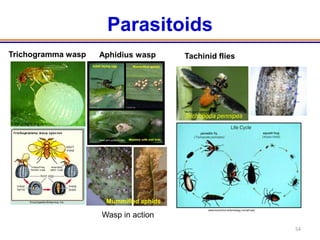 Parasitoids
Trichogramma wasp                          Aphidius wasp           Tachinid flies




                                                                   http://bugguide.net/node/view/6647

                                                                   Trichopoda pennipes
 shareourgarden.blogspot.com




                                           www.ipm.ucdavis.edu




            Encyclopedia Britannica, Inc        Mummified aphids
                                                                                          www.biocontrol.entomology.cornell.edu

                                            Wasp in action
                                                                                                                                  54
 