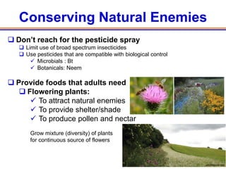 Conserving Natural Enemies
 Don’t reach for the pesticide spray
    Limit use of broad spectrum insecticides
    Use pesticides that are compatible with biological control
        Microbials : Bt
        Botanicals: Neem

 Provide foods that adults need
    Flowering plants:
       To attract natural enemies
       To provide shelter/shade                       www.scri.ac.ukt


       To produce pollen and nectar
       Grow mixture (diversity) of plants
       for continuous source of flowers


                                                                           55
                                                                         wildlifetrusts.org
 