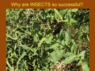 Why are INSECTS so successful?
 
