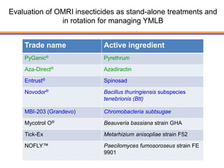 Evaluation of OMRI insecticides as stand-alone treatments and
               in rotation for managing YMLB


    Trade name             Active ingredient
    PyGanic®               Pyrethrum

    Aza-Direct®            Azadiractin

    Entrust®               Spinosad

    Novodor®               Bacillus thuringiensis subspecies
                           tenebrionis (Btt)

    MBI-203 (Grandevo)     Chromobacteria subtsugae

    Mycotrol O®            Beauveria bassiana strain GHA

    Tick-Ex                Metarhizium anisopliae strain F52

    NOFLY™                 Paecilomyces fumosoroseus strain FE
                           9901
 