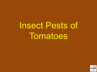 Insect Pests of
   Tomatoes
 