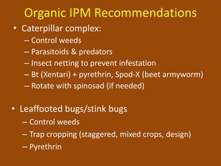 Organic IPM Recommendations
• Caterpillar complex:
   – Control weeds
   – Parasitoids & predators
   – Insect netting to prevent infestation
   – Bt (Xentari) + pyrethrin, Spod-X (beet armyworm)
   – Rotate with spinosad (if needed)

• Leaffooted bugs/stink bugs
  – Control weeds
  – Trap cropping (staggered, mixed crops, design)
  – Pyrethrin
 