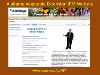 Alabama Vegetable Extension IPM Website




           www.aces.edu/go/87
 