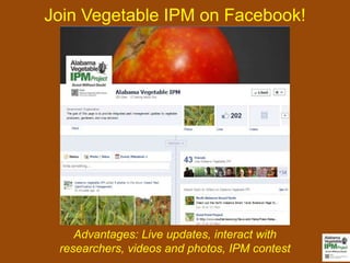 Join Vegetable IPM on Facebook!




    Advantages: Live updates, interact with
 researchers, videos and photos, IPM contest
 