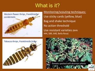 What is it?
                                       Monitoring/scouting techniques:
Western flower thrips, Frankliniella
occidentalis                           Use sticky cards (yellow, blue)
                                       Bag and shake technique
                                       No action threshold
                                       Use resistant varieties (BHN
                                       444, 589, 640, Bella Rosa)


Tobacco thrips, Frankliniella fusca




                                               Tomato spotted wilt destroys plants
 