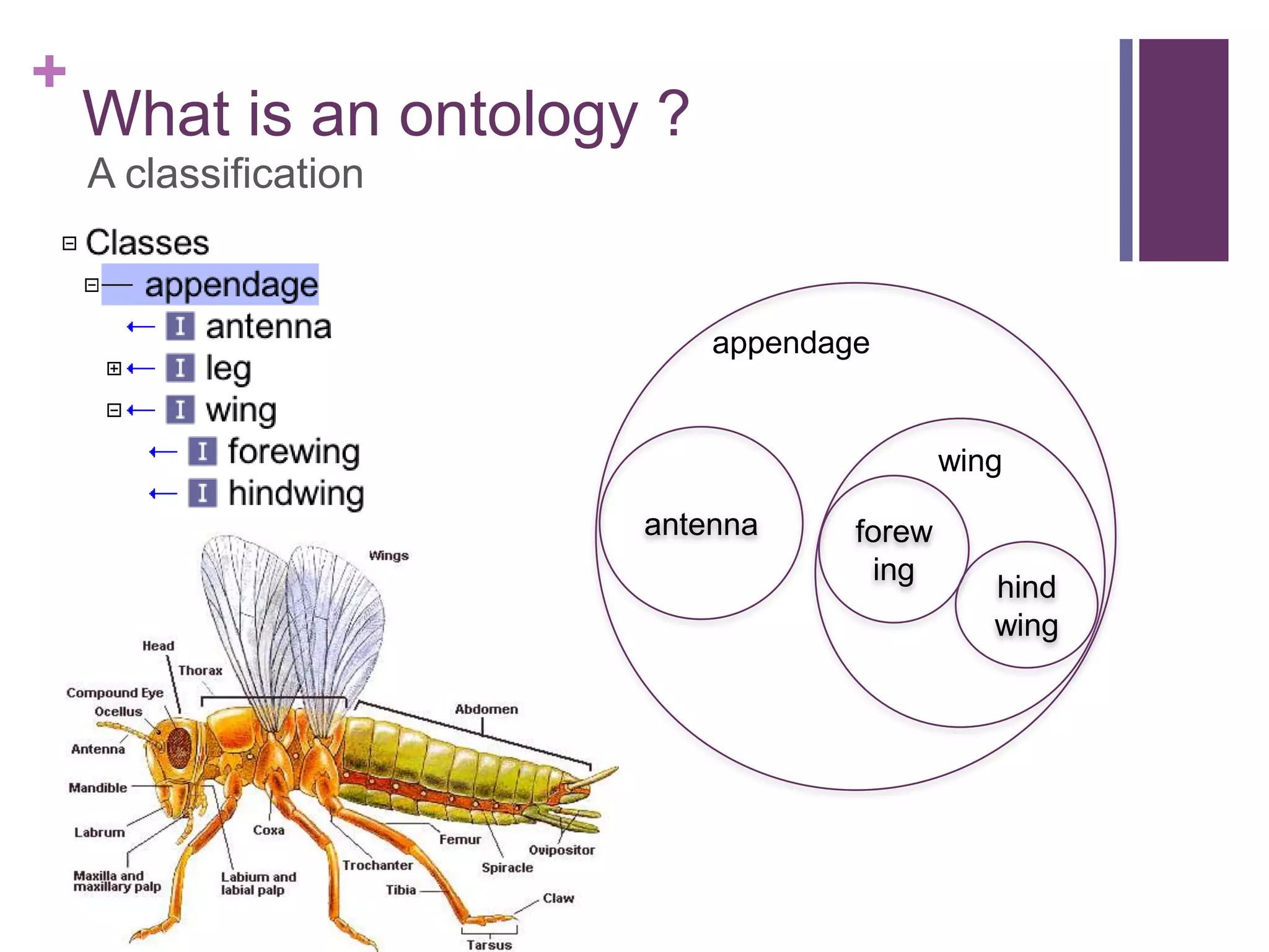 +
    What is an ontology ?
    A classification


                            appendage


                                            wing

                       antenna      forew
                                     ing
                                               hind
                                               wing
 