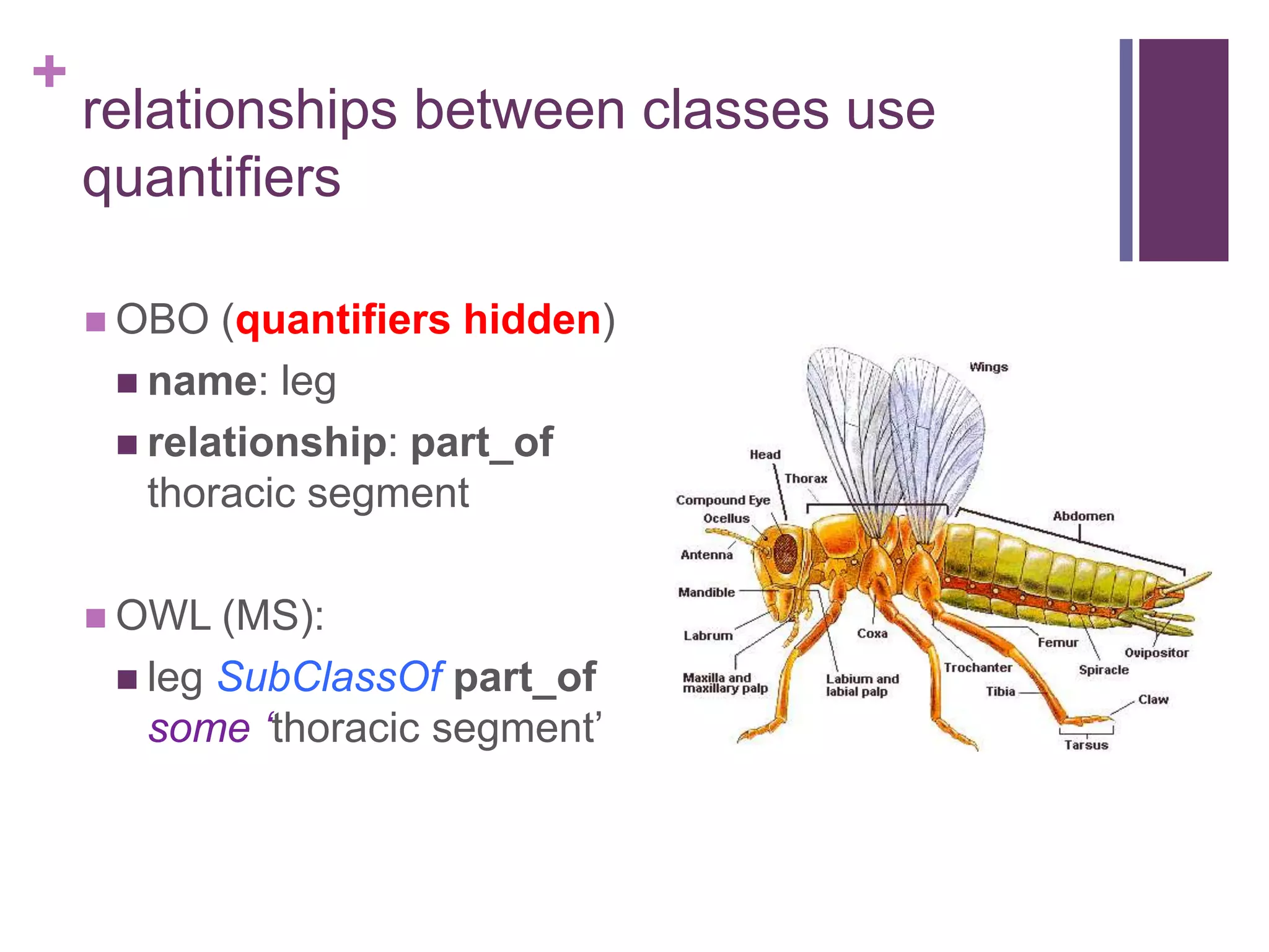 +
    relationships between classes use
    quantifiers

     OBO  (quantifiers hidden)
      name: leg
      relationship: part_of
       thoracic segment

     OWL  (MS):
      leg SubClassOf part_of
       some ‘thoracic segment‟
 