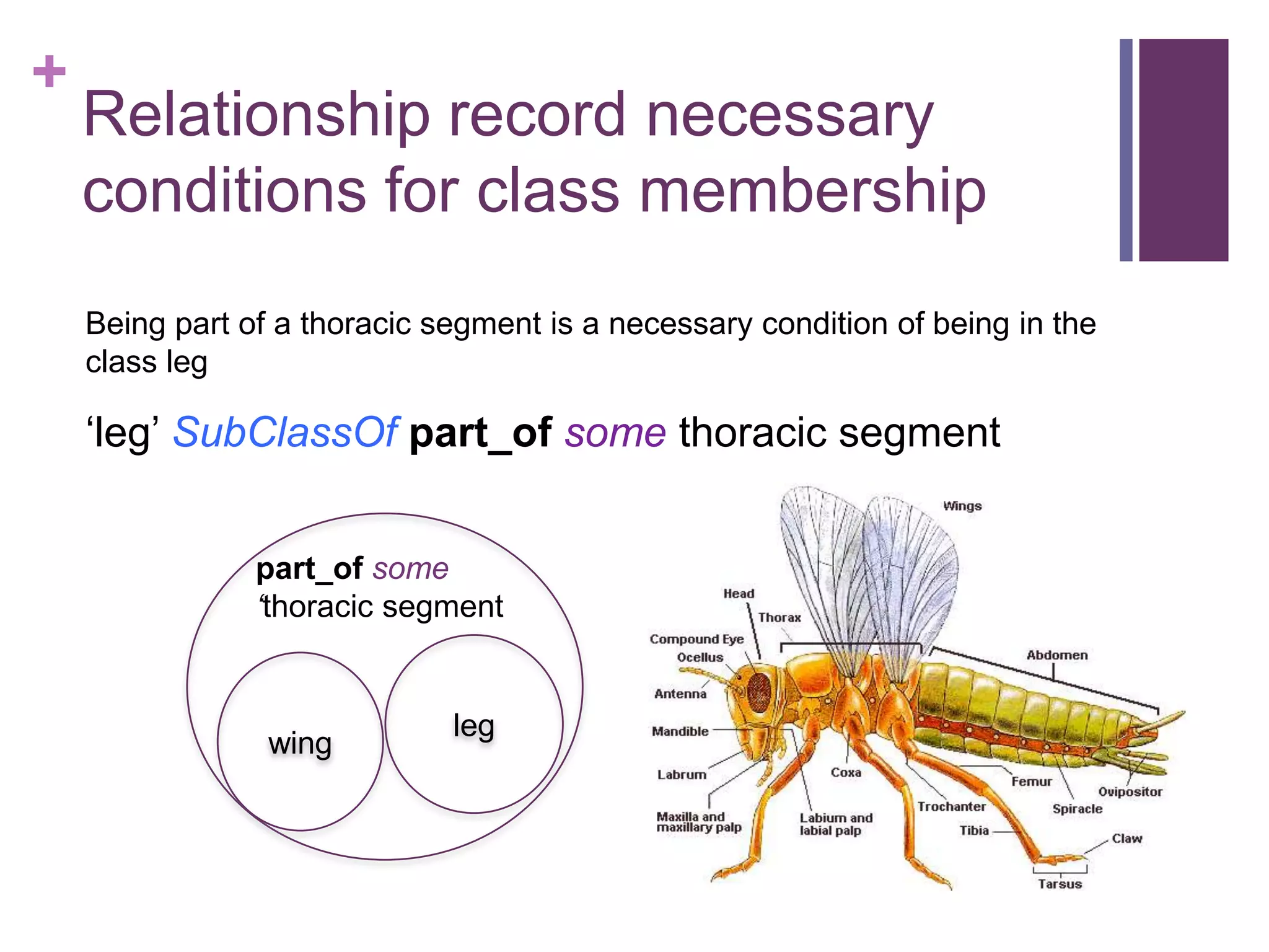 +
    Relationship record necessary
    conditions for class membership
    Being part of a thoracic segment is a necessary condition of being in the
    class leg

    „leg‟ SubClassOf part_of some thoracic segment


                part_of some
                ‘thoracic segment


                              leg
                 wing
 