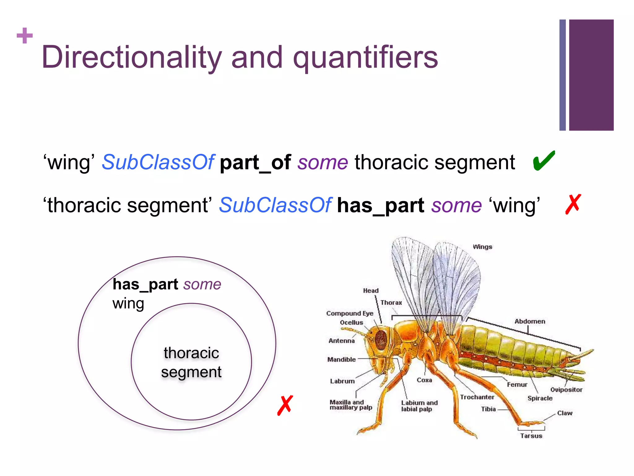 +
    Directionality and quantifiers


    „wing‟ SubClassOf part_of some thoracic segment   ✔
    „thoracic segment‟ SubClassOf has_part some „wing‟    ✗

           has_part some
           wing


                thoracic
                segment

                           ✗
 