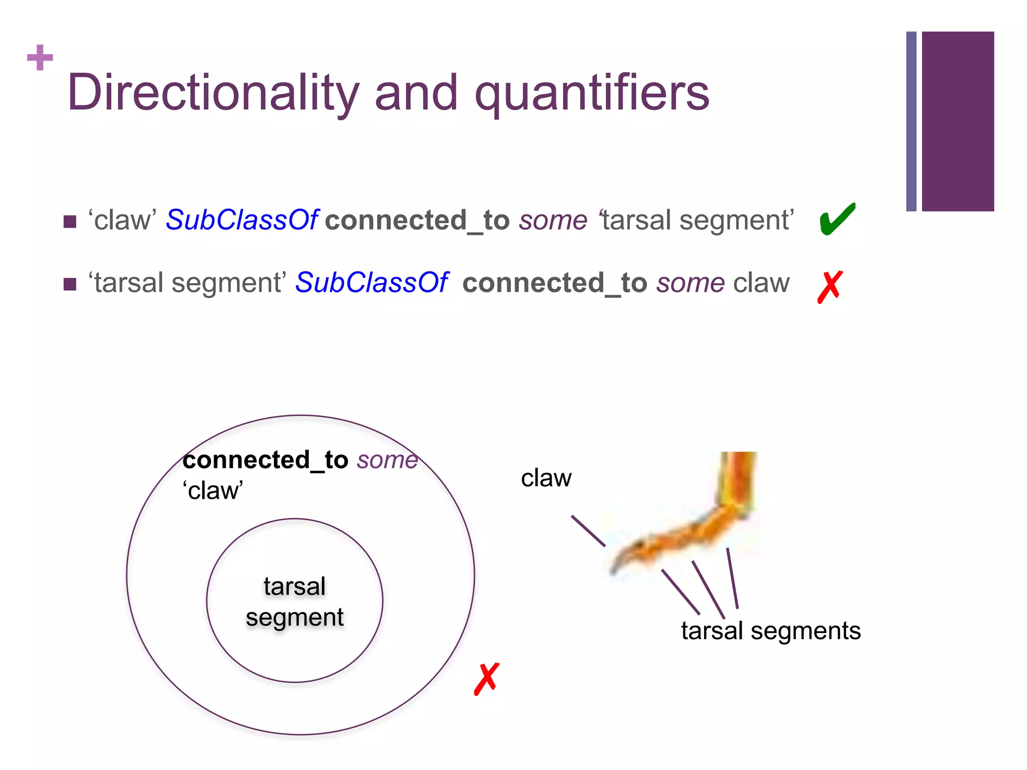+
    Directionality and quantifiers

       „claw‟ SubClassOf connected_to some ‘tarsal segment‟   ✔
       „tarsal segment‟ SubClassOf connected_to some claw     ✗


              connected_to some
              „claw‟                   claw



                    tarsal
                   segment
                                                   tarsal segments

                                   ✗
 