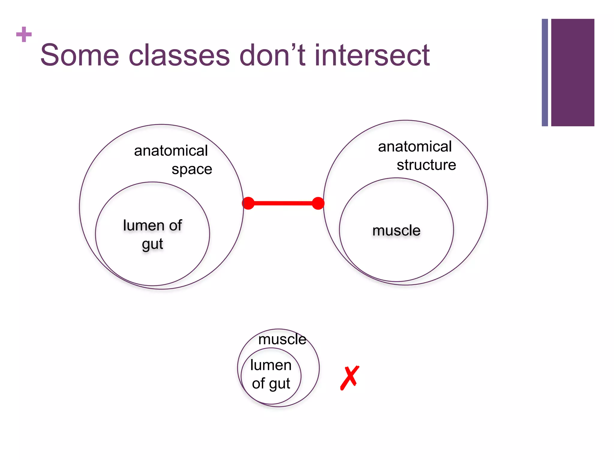+
    Some classes don‟t intersect

          anatomical                 anatomical
               space                   structure


         lumen of                    muscle
            gut




                        muscle

                                 ✗
                       lumen
                        of gut
 