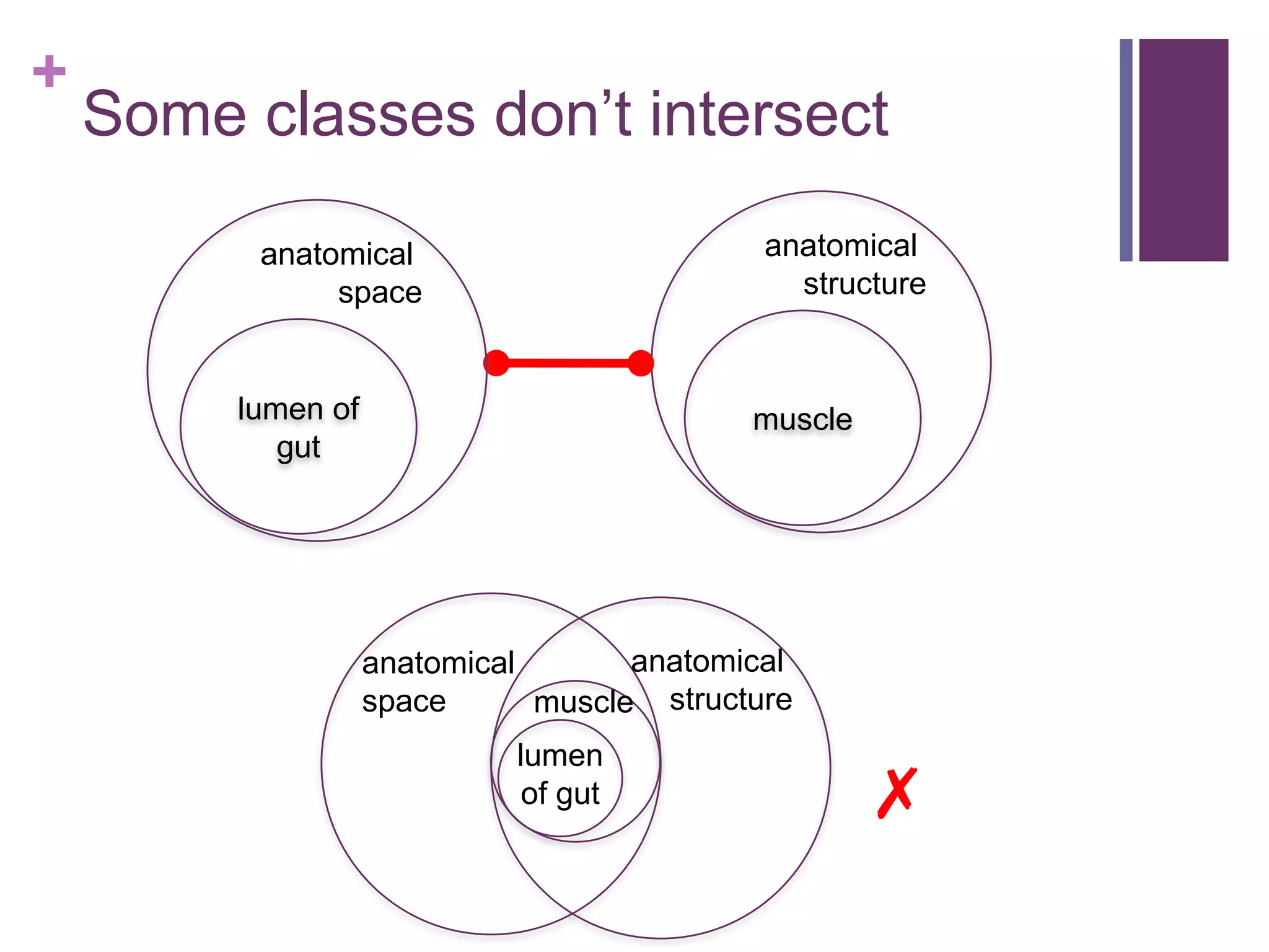 +
    Some classes don‟t intersect

          anatomical                         anatomical
               space                           structure


         lumen of                           muscle
            gut




                    anatomical       anatomical
                    space      muscle structure
                             lumen
                              of gut                 ✗
 