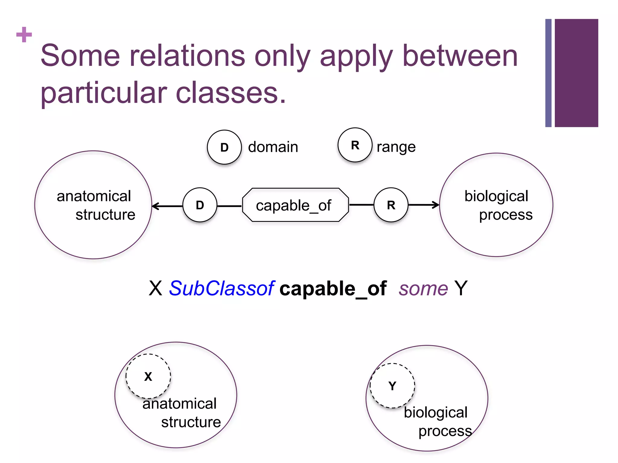 +
    Some relations only apply between
    particular classes.
                              D   domain       R   range


     anatomical                                                 biological
                          D       capable_of        R
       structure                                                  process



                   X SubClassof capable_of some Y



                   X
                                                    Y
                   anatomical
                                                        biological
                     structure
                                                          process
 