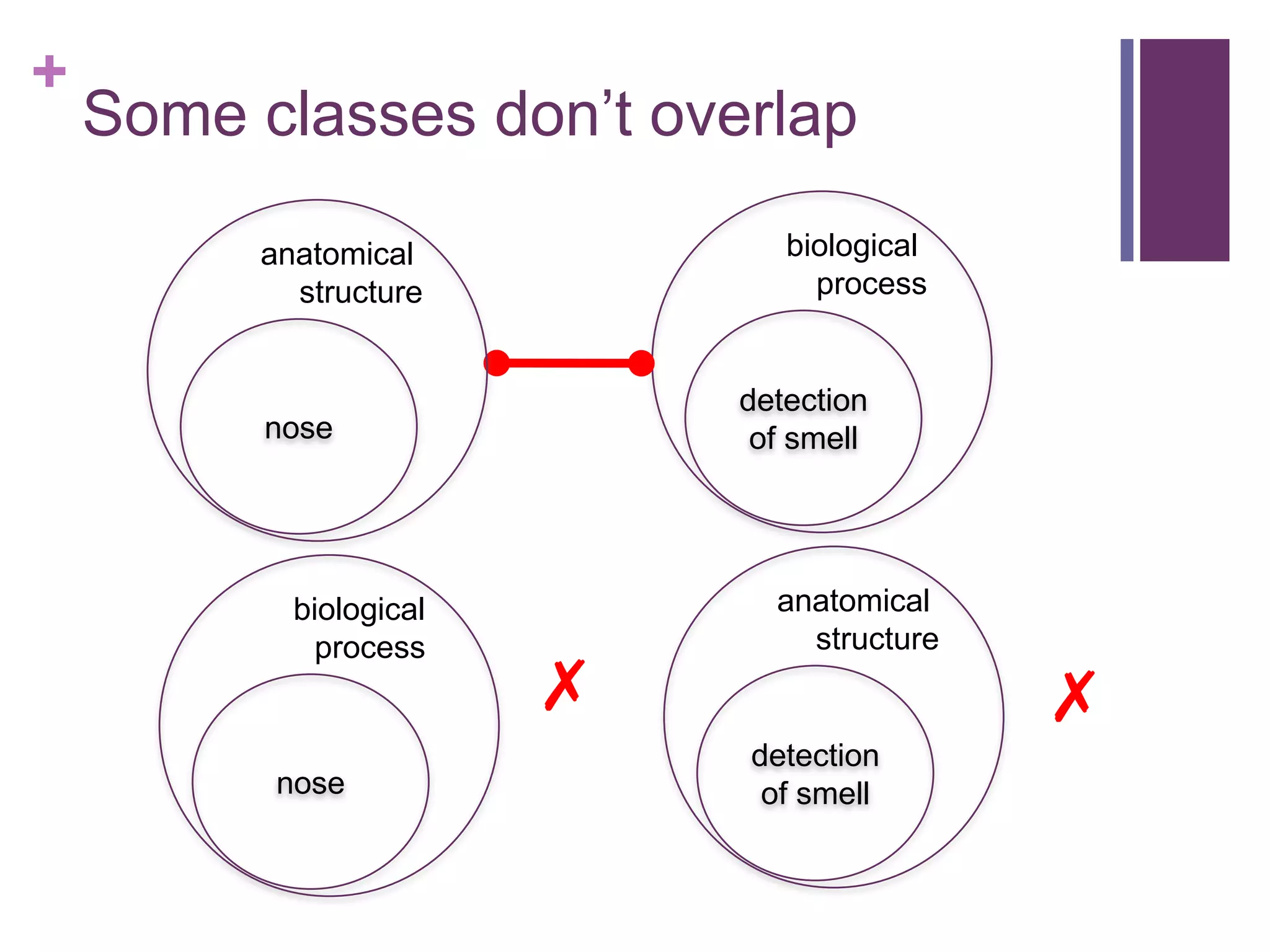 +
    Some classes don‟t overlap

         anatomical            biological
           structure             process


                            detection
          nose               of smell




           biological         anatomical
             process            structure
                        ✗                   ✗
                            detection
          nose               of smell
 
