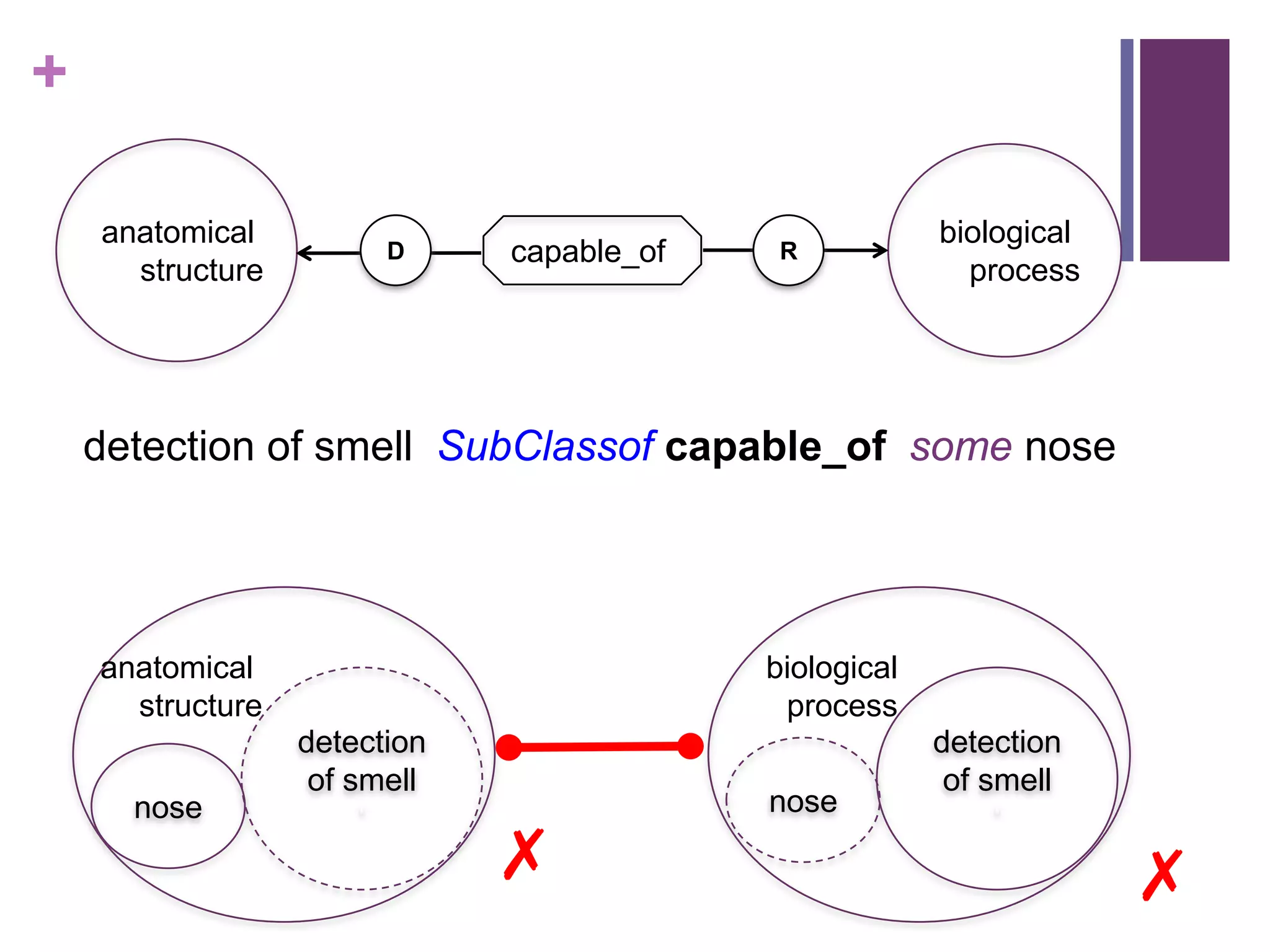 +

    anatomical                                          biological
                        D     capable_of    R
      structure                                           process




    detection of smell SubClassof capable_of some nose




    anatomical                             biological
      structure                             process
                  detection                             detection
                   of smell                              of smell
      nose                                 nose
                       „                                     „
                              ✗                                      ✗
 