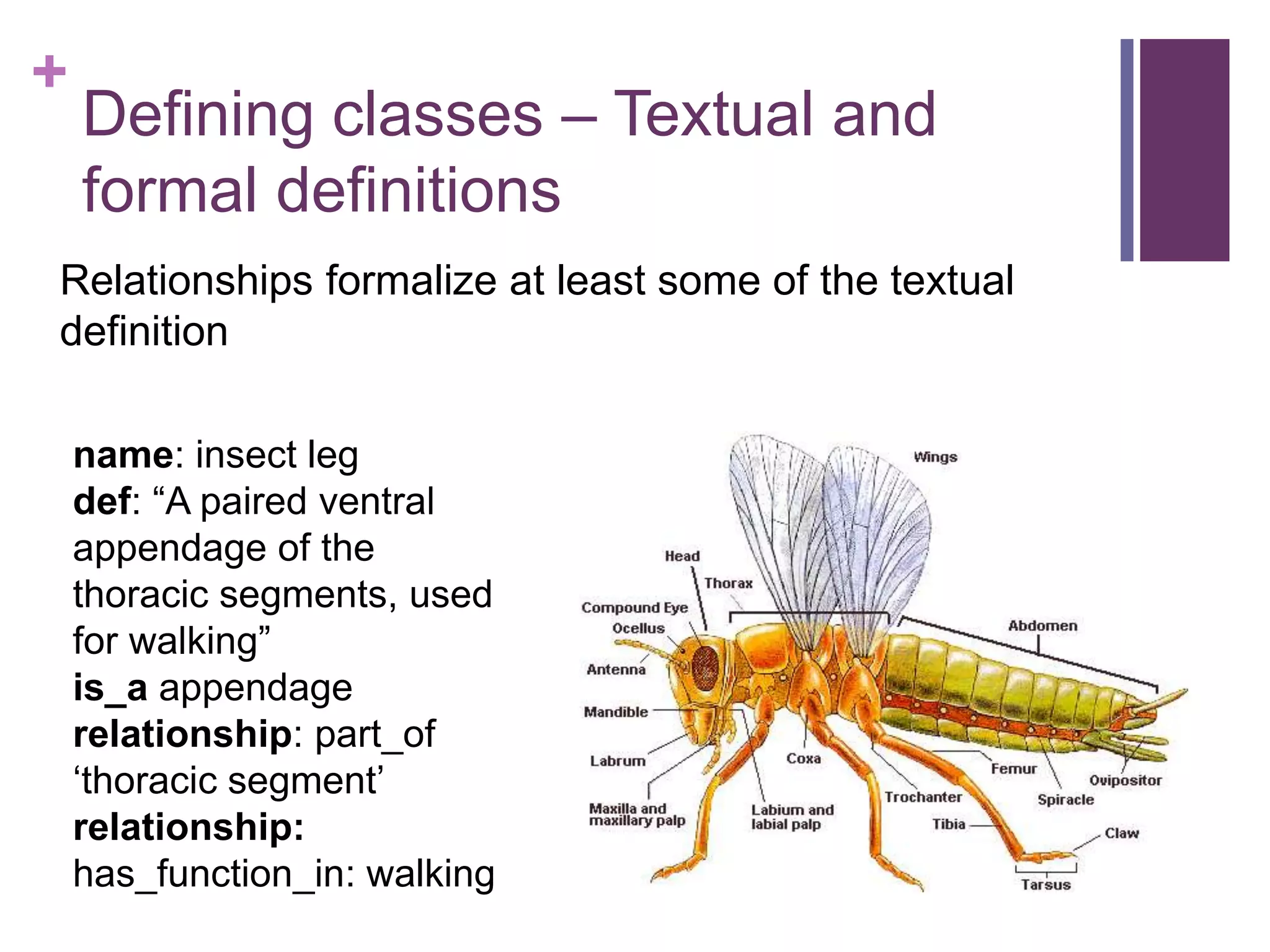 +
    Defining classes – Textual and
    formal definitions
Relationships formalize at least some of the textual
definition

    name: insect leg
    def: “A paired ventral
    appendage of the
    thoracic segments, used
    for walking”
    is_a appendage
    relationship: part_of
    „thoracic segment‟
    relationship:
    has_function_in: walking
 