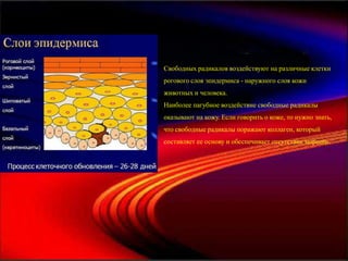 Свободных радикалов воздействуют на различные клетки
рогового слоя эпидермиса - наружного слоя кожи
животных и человека.
Наиболее пагубное воздействие свободные радикалы
оказывают на кожу. Если говорить о коже, то нужно знать,
что свободные радикалы поражают коллаген, который
составляет ее основу и обеспечивает отсутствие морщин.
 