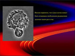 Вполне вероятно, что одна клетка может
быть атакована свободными радикалами
десятки тысяч раз в час
 