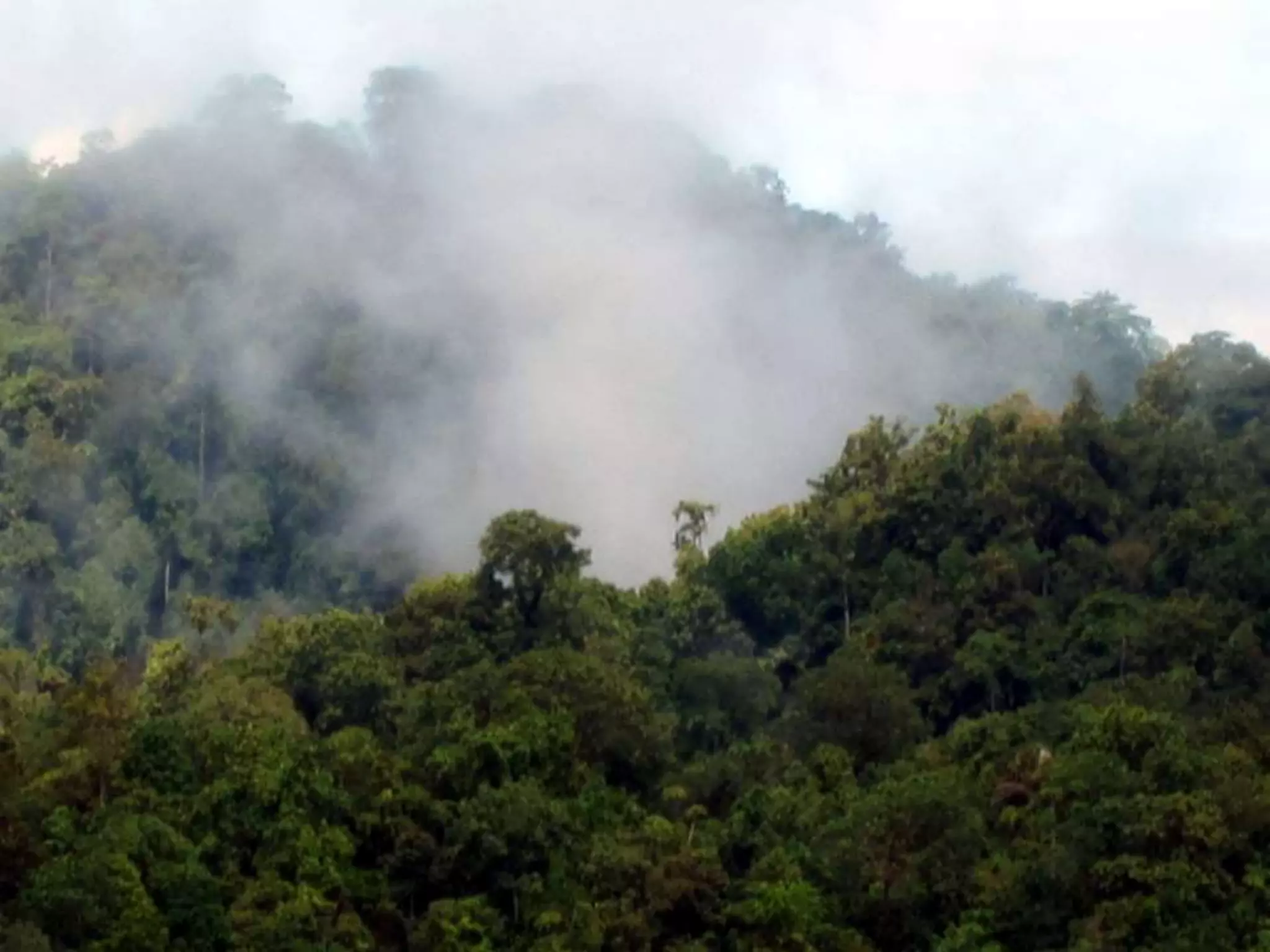 The Hidden Hand In Forest Rebirth: The Full Story Of Reforestation - k9h9dak
