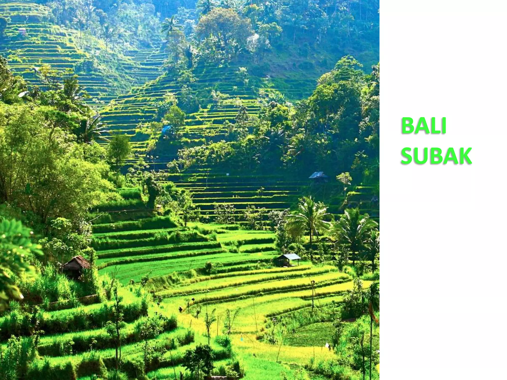 The Hidden Hand In Forest Rebirth: The Full Story Of Reforestation - qy37i8t