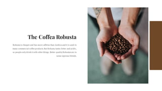 The Coffea Robusta
Robusta is cheaper and has more caffeine than Arabica and it is used in
many commercial coffee products.But Robusta tastes bitter and acidic,
so people only drink it with other things. Better quality Robustasare in
some espresso blends.
 