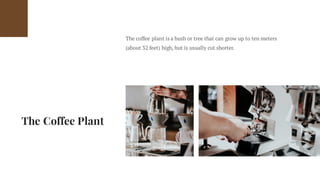 The Coffee Plant
The coffee plant is a bush or tree that can grow up to ten meters
(about 32 feet) high, but is usually cut shorter.
 