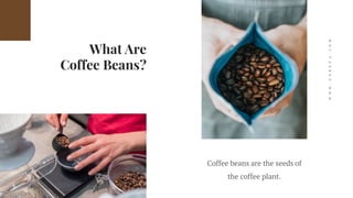 What Are
Coffee Beans?
Coffee beans are the seeds of
the coffee plant.
WWW.GOREVA.COM
 