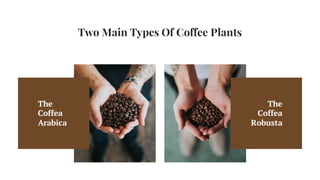 Two Main Types Of Coffee Plants
The
Coffea
Arabica
The
Coffea
Robusta
 