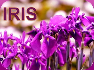 IRIS 