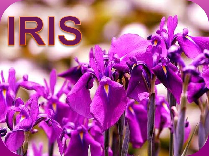 IRIS<br />
