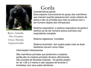 Gorila Reino: Animália  Filo: Chordata Classe: Mamalia Espécie:Gorilla Informações interessantes São mamíferos primatas que pertencem a espécie gorilla,são os maiores primatas da terra ultimamente. são oriundos de florestas tropicais.  Os gorilas podem ter de 1,65 a 2 metros e são capazes de levantar 2 toneladas com seus patas dianteiras Características gerais Essa espécie é proveniente do grupo dos mamíferos que mamam quando pequenos,tem corpo coberto de pelos,e são os primatas que mais se parece com o ser humano depois dos chimpanzes. Sistema respiratório: o sistema respiratorio do gorila e identico ao do ser humano possui pulmoes,vias respiratórias completo. Sistema digestores: Completo Sistema locomotor: tem quatro patas mais as duas dianteiras servem como mãos 
