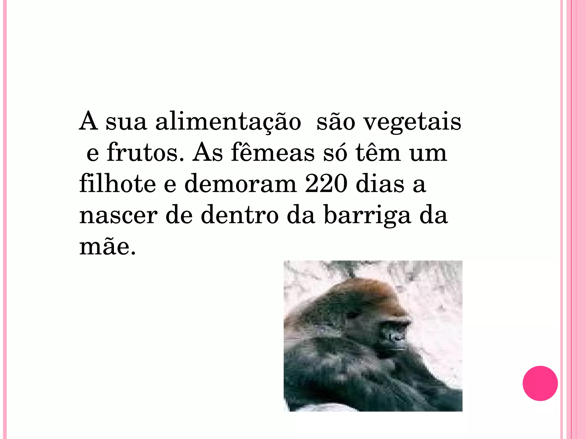 A sua alimentação  são vegetais e frutos. As fêmeas só têm um filhote e demoram 220 dias a nascer de dentro da barriga da mãe.  