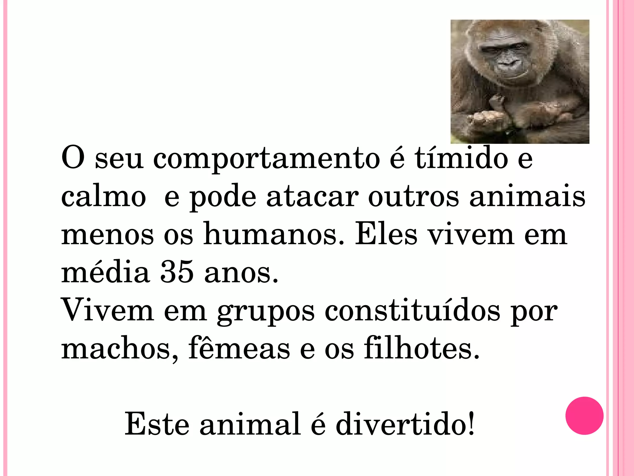 O seu comportamento é timido e  O seu comportamento é tímido e calmo  e pode atacar outros animais menos os humanos. Eles vivem em média 35 anos. Vivem em grupos constituídos por machos, fêmeas e os filhotes. Este animal é divertido!    