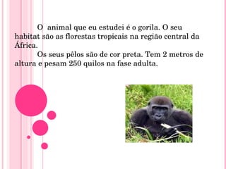 O  animal que eu estudei é o gorila. O seu habitat são as florestas tropicais na região central da África. Os seus pêlos são de cor preta. Tem 2 metros de altura e pesam 250 quilos na fase adulta. 