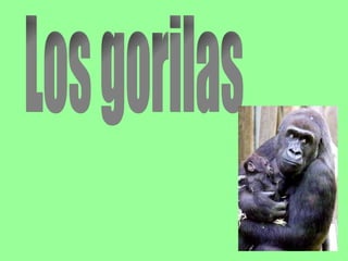Los gorilas 