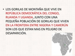 • LOS GORILAS DE MONTAÑA QUE VIVE EN
REPÚBLICA DEMOCRÁTICA DEL CONGO,
RUANDA Y UGANDA, JUNTO CON UNA
PEQUEÑA POBLACIÓN DE GORILAS QUE VIVEN
EN LA FRONTERA ENTRE NIGERIA Y CAMERÚN
SON LOS QUE ESTAN MAS EN PELIGRO DE
DESAPARICIÓN.