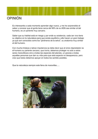 OPINIÓN

  Es interesante a cada momento aprender algo nuevo, y me he sorprendido el
  saber y conocer que el gorila tiene cerca del 98% de su ADN sea similar al del
  humano, es un pariente muy cercano.

  Saber que su habitat está en riesgo y por ende su existencia, cada ser vivo tiene
  su objetivo en la naturaleza para que exista equilibrio y ello hacen un gran trabajo
  ya que son conocidos como los "jardineros de la selva", su anatomía muy similar
  al del humano.

  Con mucha tristeza o talvez impotencia se debe decir que el único depredador es
  el humano su pariente cercano, que ironía, debemos proteger no solo a estos
  seres maravillosos sino a todas las especies del planeta, un gracias a todas
  aquellas personas que dan su vida para que esta especie no desaparezca, pero
  creo que todos debemos apoyar en todos los sentido posibles.


  Que la naturaleza siempre este llena de maravillas.....
 